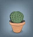 Cactus grows in a pot. vector illustration.